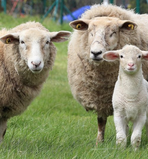 sheep, lamb, animals-1547720.jpg